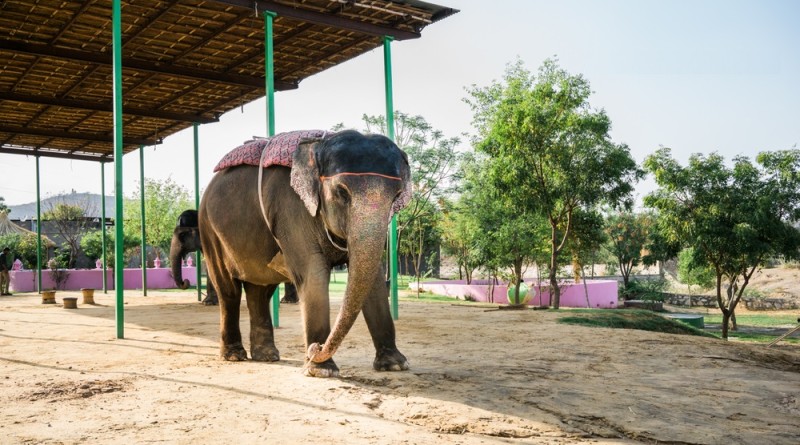 Elephant Conservation In India - Jaipur Explore