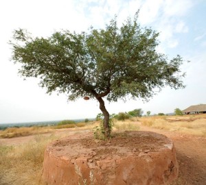 khejri_tree-of-rajasthan