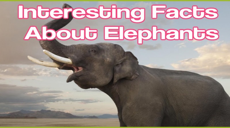 DID YOU KNOW? Elephant Facts; Interesting both physically and socially ...