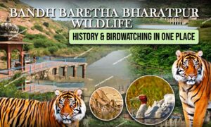 Bandh Baretha Bharatpur: Wildlife, History & Birdwatching in One Place 1 WhatsApp Image 2025 08 14 at 22.46.314