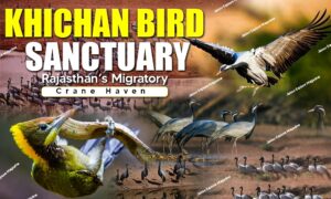 Khichan Bird Sanctuary: Rajasthan’s Migratory Crane Haven 1 WhatsApp Image 2025 08 14 at 22.46.316