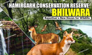 Hamirgarh Conservation Reserve, Bhilwara: Rajasthan’s New Haven for Wildlife 1 WhatsApp Image 2025 08 14 at 22.46.318