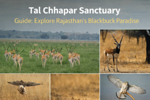 Tal Chhapar Sanctuary Guide: Explore Rajasthan’s Blackbuck Paradise 1 Taal 2