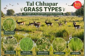 WhatsApp Image 2026 04 06 at 9.16.01 AM