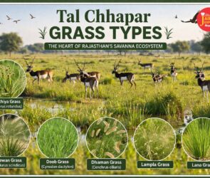 WhatsApp Image 2026 04 06 at 9.16.01 AM