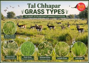 Tal Chhapar Grass Types: Complete Guide to Savanna Ecosystem of Rajasthan 1 WhatsApp Image 2026 04 06 at 9.16.01 AM