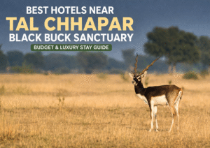 Wildlife adventure at Tal Chhapar